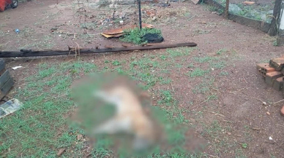 Bulldog morre eletrocutado aps vizinho fazer cerca eltrica para impedir fuga de animais