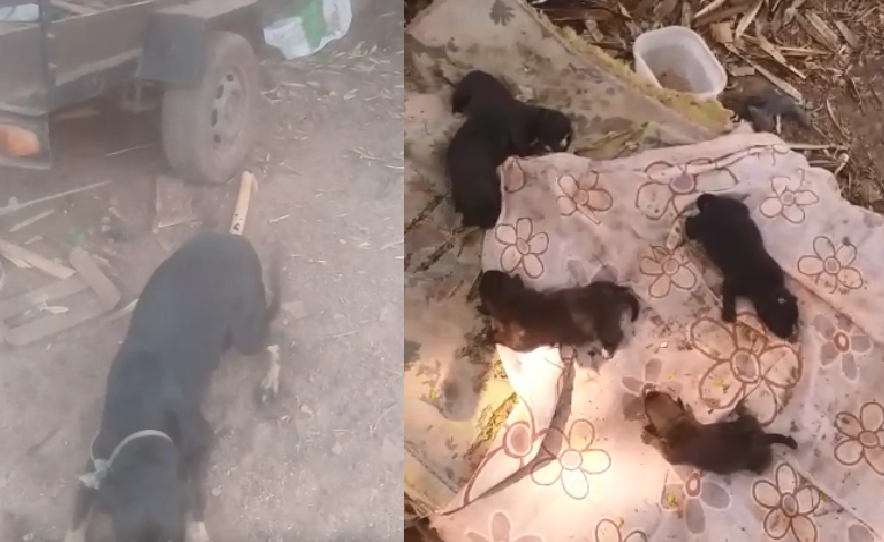 Polcia resgata seis cachorros vtimas de maus-tratos; filhote estava com larvas