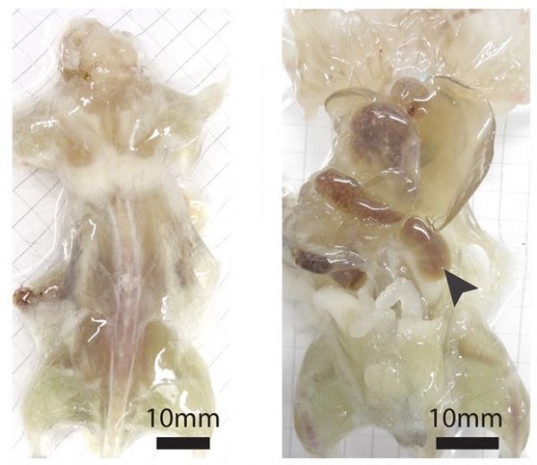 Cientistas desenvolvem camundongos transparentes