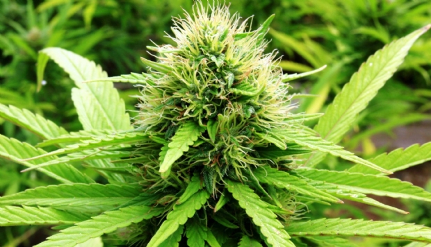 Consumo de cannabis por jovens: 5 fatos conhecidos