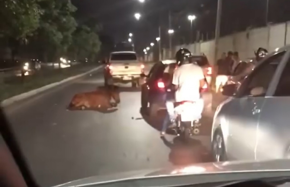 Cavalo  resgatado aps ser atropelado na Avenida das Torres; veja vdeos