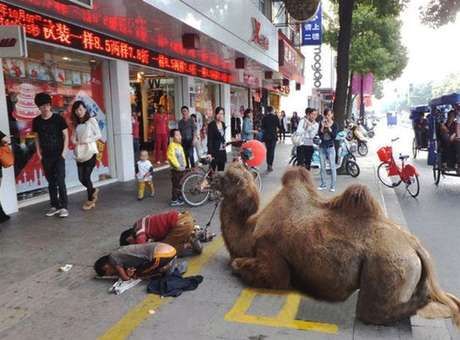 Chineses mutilam camelo para conseguir melhores esmolas