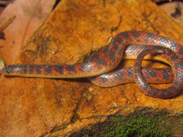 Nova espcie de serpente  descoberta em Minas Gerais