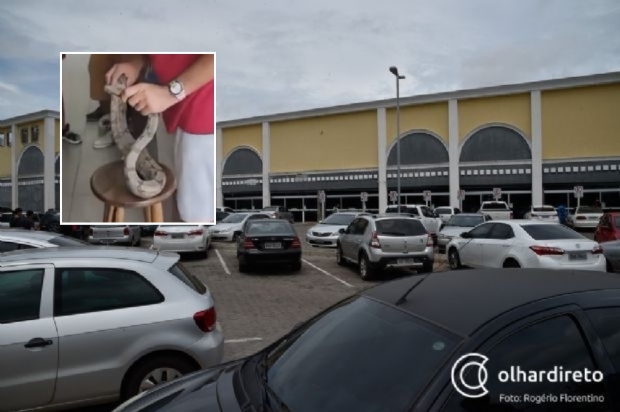 Vdeo flagra serpente capturada no Shopping Popular em Cuiab; veja