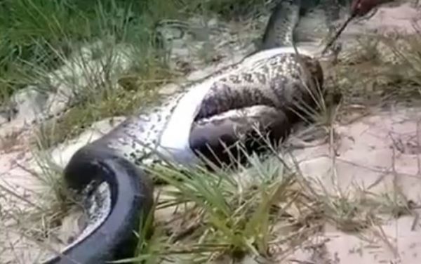 Caador mata cobra enorme e descobre que ela devorou outra cobra
