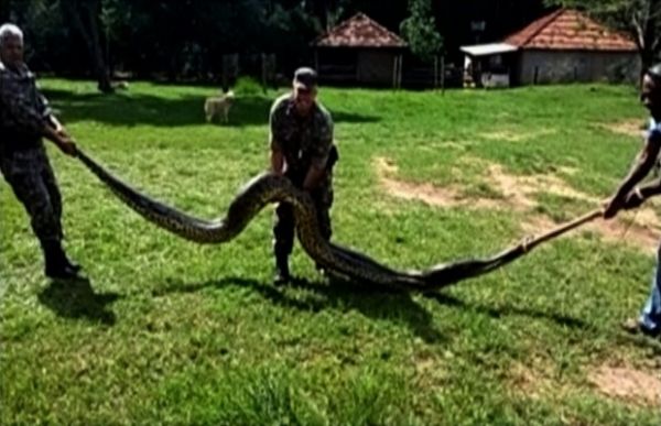 Cobra tinha 7 metros e pesava cerca de 150 quilos