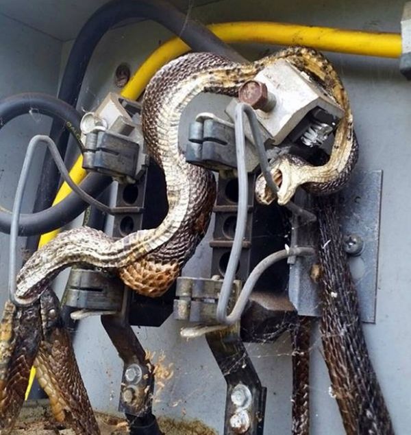 Funcionrios acham cobras mortas eletrocutadas em caixa de luz