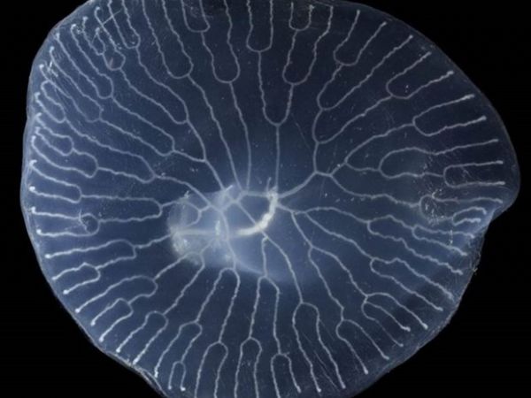 Cientistas desvendam mistrio dos 'cogumelos transparentes' que vivem nas profundezas do mar