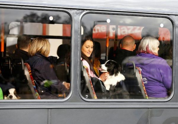 Ces chegam de transporte pblico para competio canina na Inglaterra
