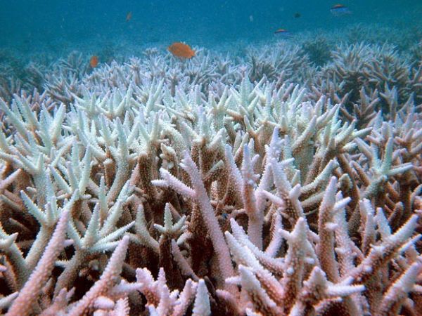 Temperatura mais quente no Pacfico altera cor dos corais, dizem cientistas