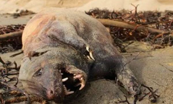 Criatura misteriosa  encontrada em praia aps tempestade na Califrnia