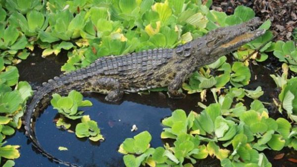 Um dos trs crocodilos-do-nilo foram encontrados em um pntano da Flrida
