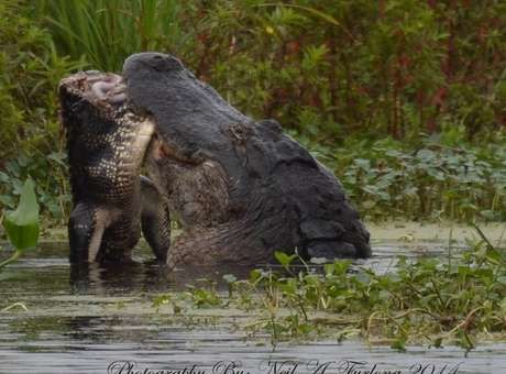 Fotgrafo flagra briga sangrenta entre crocodilos na Flrida