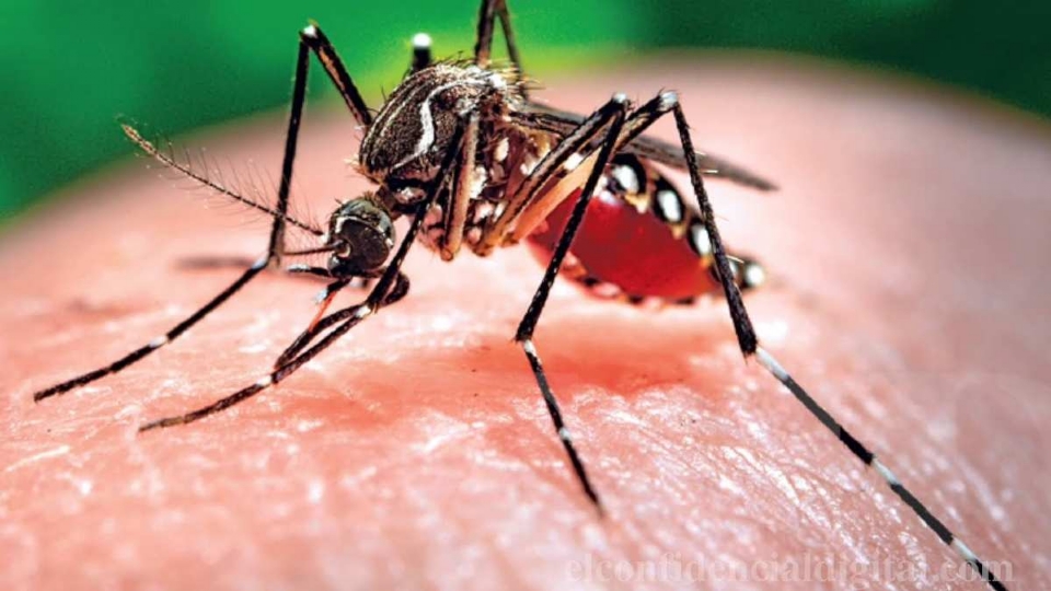 Mato Grosso investiga mais uma morte por chikungunya; cidade enfrenta epidemia