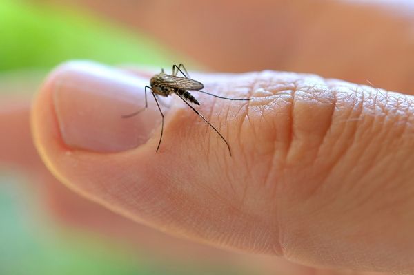 Mato Grosso registra aumento de 30 mil casos de dengue em um ano