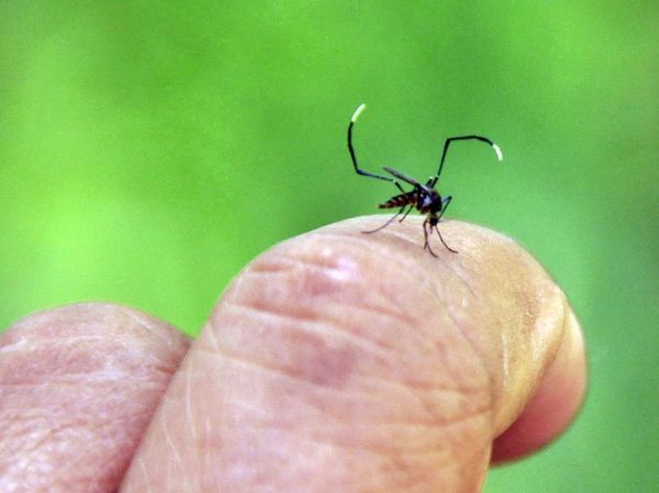 Mato Grosso registra queda de 32 mil casos de dengue em 2014