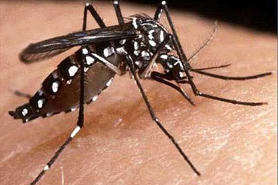 Cuiab registra a primeira morte por dengue hemorrgica em 2013