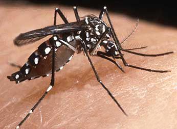 Funcionrios do Comper recebem capacitao e entram na luta contra Aedes Aegypti