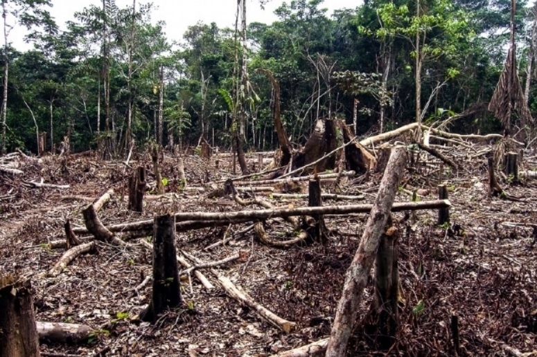 Pesquisa aponta que MT é o 3º Estado do Brasil que mais desmatou a Amazônia no último ano
