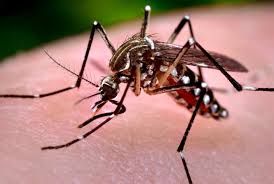 Falta d'gua pode contribuir para mais casos de chikungunya, diz professor