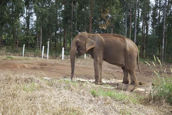 Brasil ter santurio de elefantes na Chapada dos Guimares