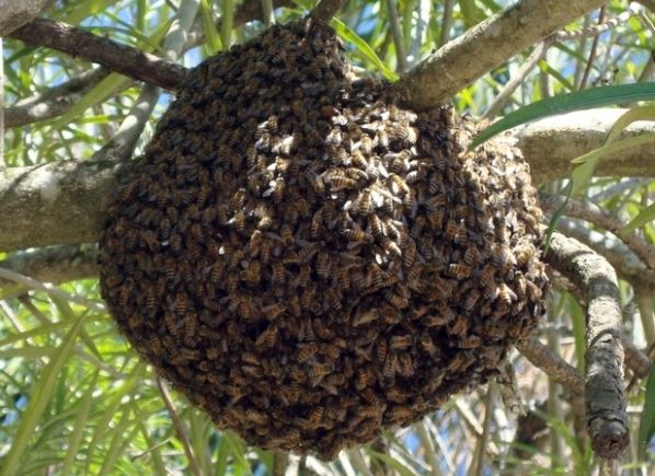 Idoso e beb so internados e dez ces morrem aps ataque de abelhas
