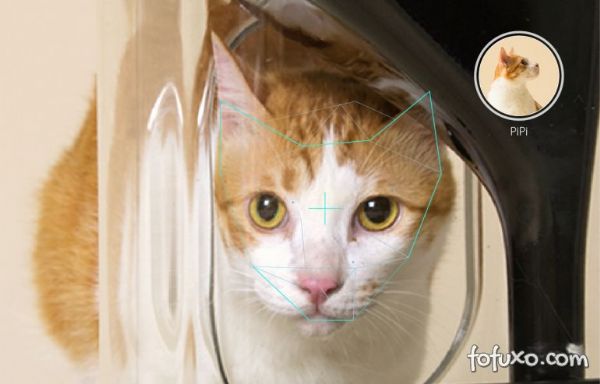 Equipamento alimenta gatos atravs de reconhecimento facial