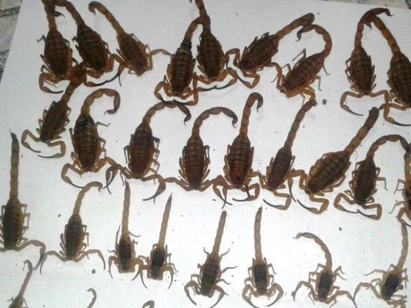 Em um dia, mulher encontra 55 escorpies em casa no Norte de MG