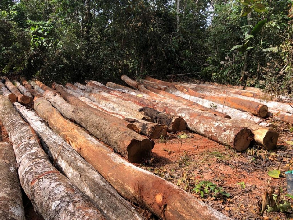 Polcia encontra campo de extrao ilegal de madeira e trs homens so presos