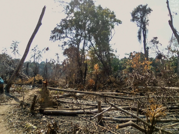 Instituto denuncia desmatamento e diz que terras indgenas do Xingu esto ameaadas