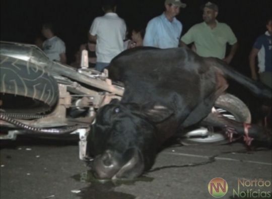 Motociclista bate em vaca e animal e condutor morrem na hora na MT130