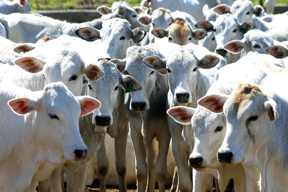 Polícia Civil recupera R$ 30 mil pegos de vítima durante compra de gado