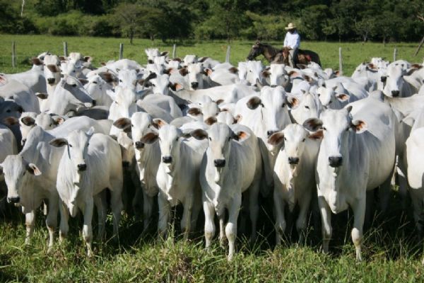 Ladro de gado  preso; 3 caminhes so usados para levar os bovinos