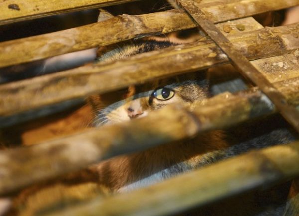 Resgatados mil gatos enjaulados que seriam vendidos para restaurantes   ( veja fotos )