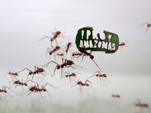 Formigas cortadeiras carregam uma folha cortada a laser com a frase '!Pro Amazonas!' no zoolgico em Colnia, na Alemanha. As mensagens para proteger a floresta amaznica fazem parte de uma campanha do Fundo Mundial para a Natureza Selvagem (WWF)
