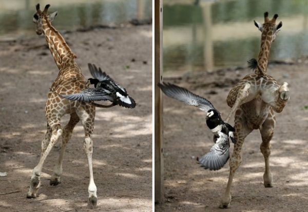 Girafa deu coice ao ser atacada por ganso em zoo belga