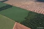 Indstrias firmam pacto para no comprar soja de reas desmatadas de forma ilegal