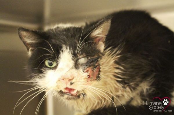 Gato atropelado aparece vivo cinco dias aps dono enterr-lo nos EUA