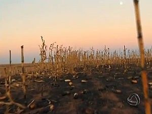Incndio destroi 700 hectares de plantao de milho em 4 fazendas