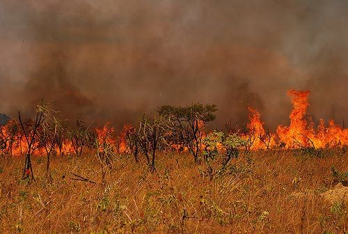 Parque Nacional de Chapada  consumido pelas chamas; incndio  proposital