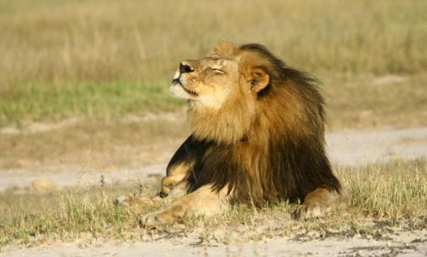 Cecil era principal atrao no Parque Nacional Hwange, no Zimbbue
