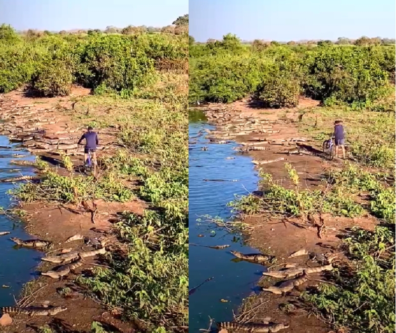 Ciclista passeia no meio de dezenas de jacars no Pantanal: 