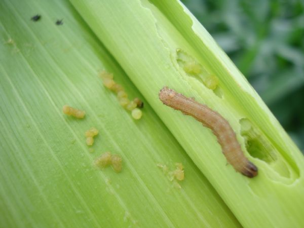 Ataque de lagartas a lavouras de milho BT preocupa produtores de Campo verde