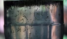 Braslia far levantamento de ndice de infestao por Aedes