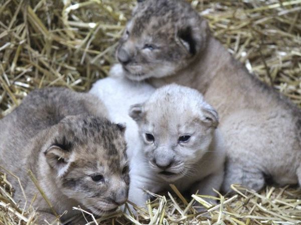 Filhote raro de leo branco nasce em zoolgico dos Estados Unidos
