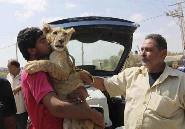 Lees mantidos como pets em Gaza fazem jornada rumo a santurio