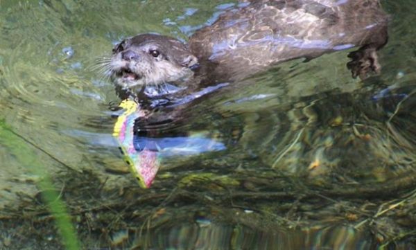 Lontra recuperou iPhone aps visitante deix-lo cair em piscina