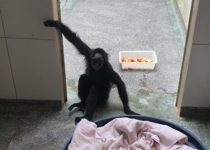 Macaco-aranha que fumava narguil e ficou preso por 20 anos se recupera no Hospital Veterinrio da UFMT; veja vdeos