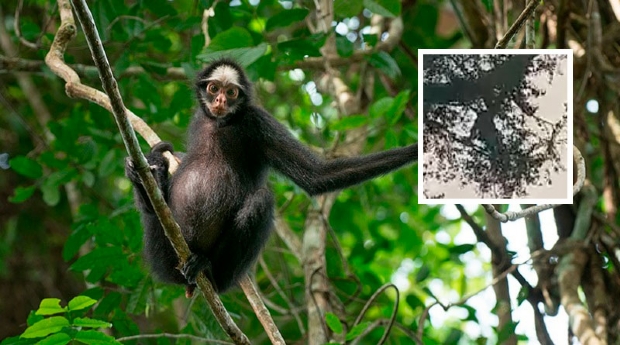 Vdeo mostra macaco em perigo de extino fugindo do fogo no interior de Mato Grosso