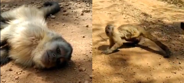  Vdeo  de macaco extenuado ao fugir de fogo gera comoo nas redes sociais